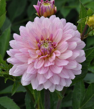 Dahlia Glossy Annika