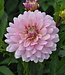 Dahlia Glossy Annika