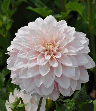 Dahlia Glossy Carlita