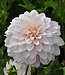 Dahlia Glossy Carlita