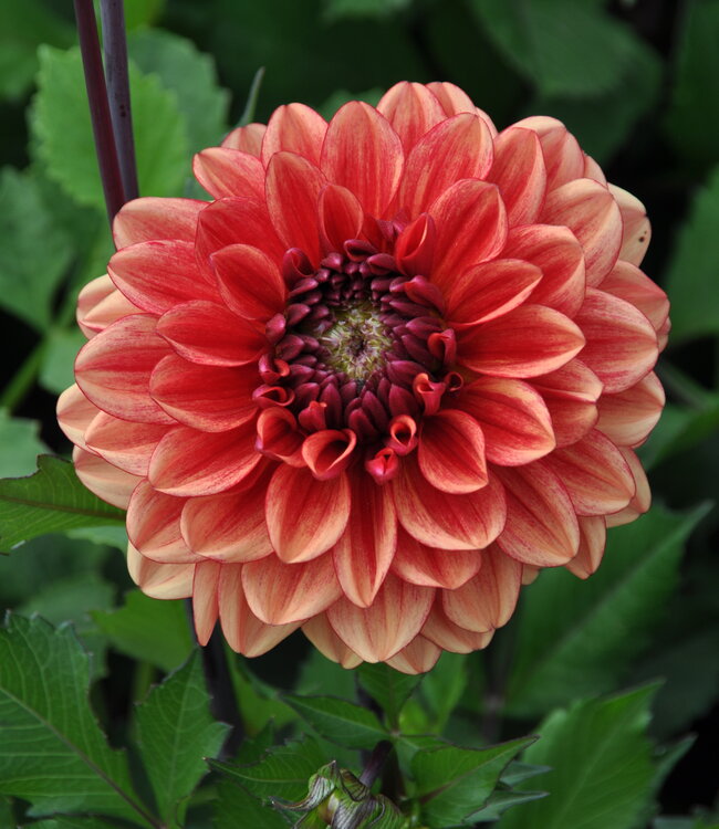 Dahlia Glossy Miraza