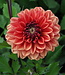 Dahlia Glossy Miraza
