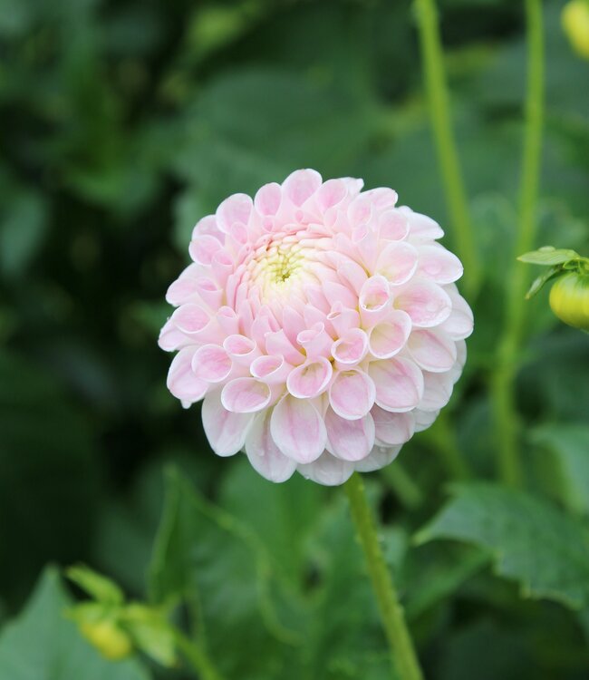 Dahlia Hapet Barbie
