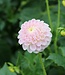 Dahlia Hapet Barbie