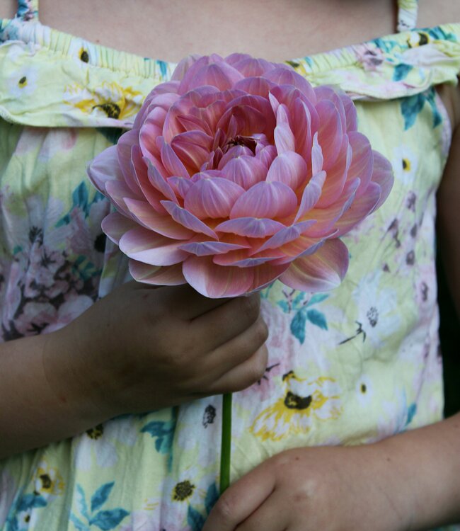 Dahlia Hapet Old Charm