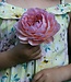 Dahlie Hapet Old Charm
