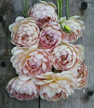 Dahlia Hapet Old Charm