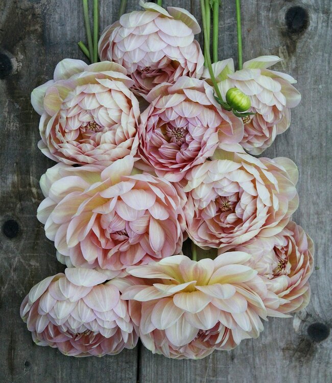 Dahlia Hapet Old Charm