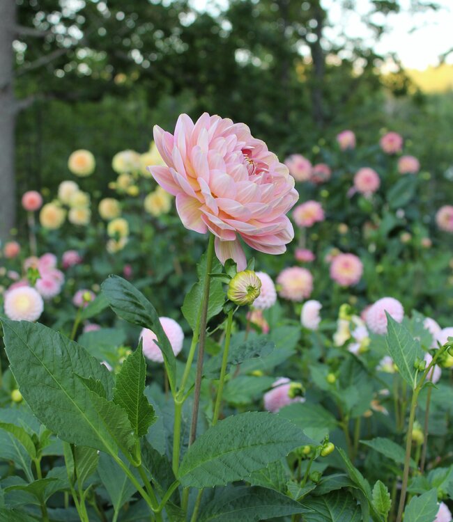 Dahlia Hapet Old Charm