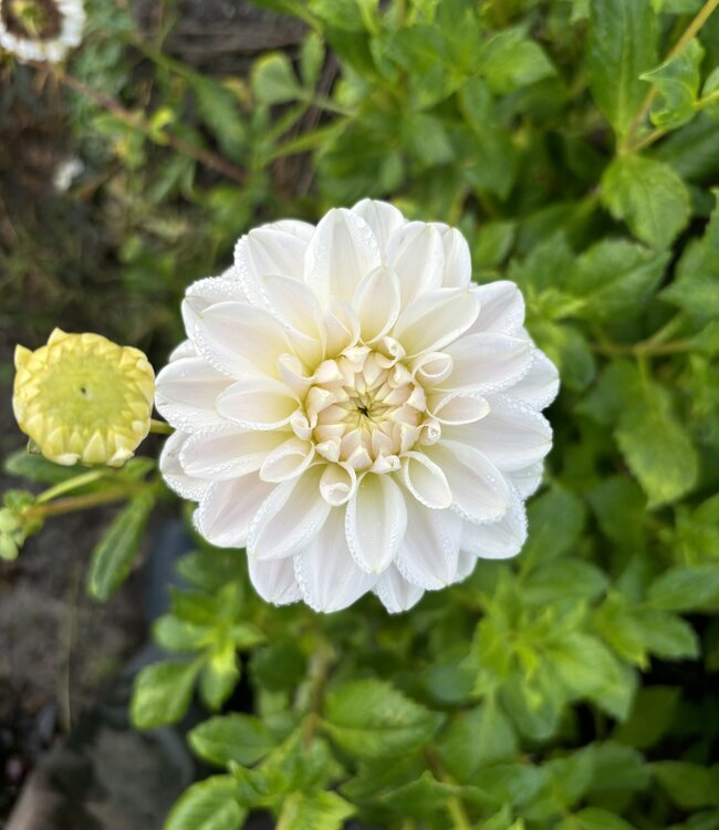 Dahlia Silver Antique