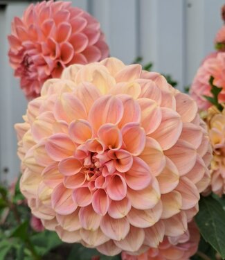 Dahlia Bestseller