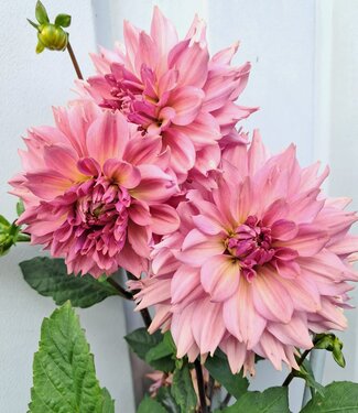 Dahlia La Belle Epoque