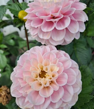 Bulbes De Dahlia Résistants Au Froid - Lot De 10 Rhizomes - Pour Jardin, Balcon, Fleurs Colorées - Facile à Planter
