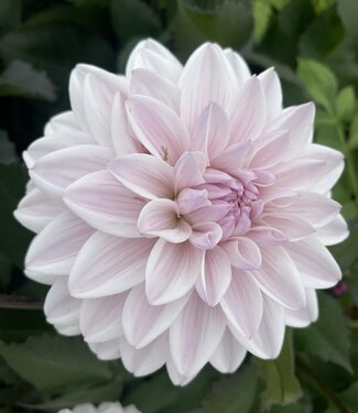 Dahlia Candlelight Ivory Flame