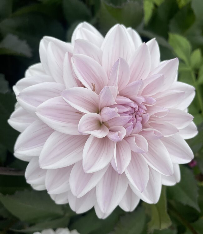 Dahlia Candlelight Ivory Flame