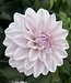 Dahlia Candlelight Ivory Flame