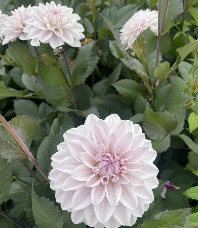 Dahlia Candlelight Ivory Flame