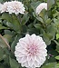 Dahlia Candlelight Ivory Flame