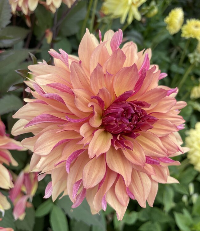 Dahlia Decora