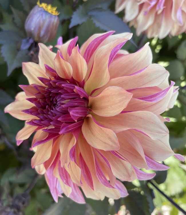 Dahlia Decora
