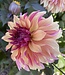 Dahlia Decora