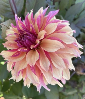 Dahlia Decora