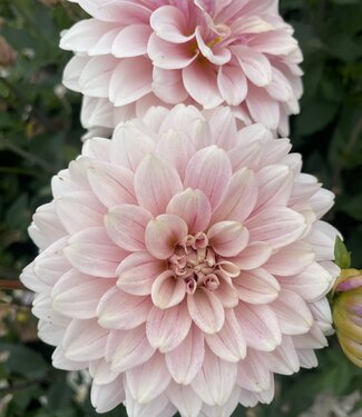 Dahlia Glossy Amica