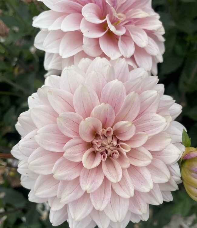 Dahlia Glossy Amica
