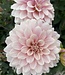 Dahlia Glossy Amica