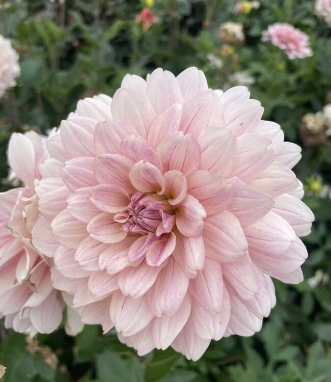 Dahlia Glossy Annika