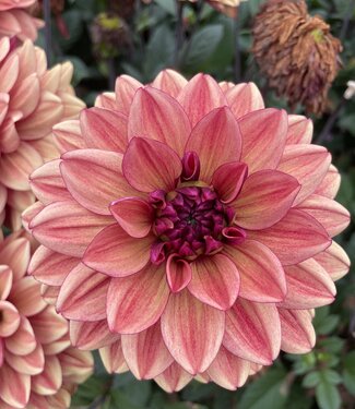 Dahlia Glossy Maracana