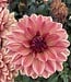 Dahlia Glossy Maracana