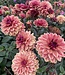 Dahlia Glossy Maracana