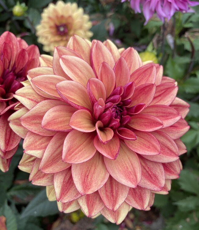Dahlia Glossy Maracana