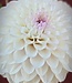 Dahlia Hapet Blushy