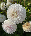 Dahlia Hapet Blushy
