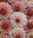 Dahlia Hapet Rouge