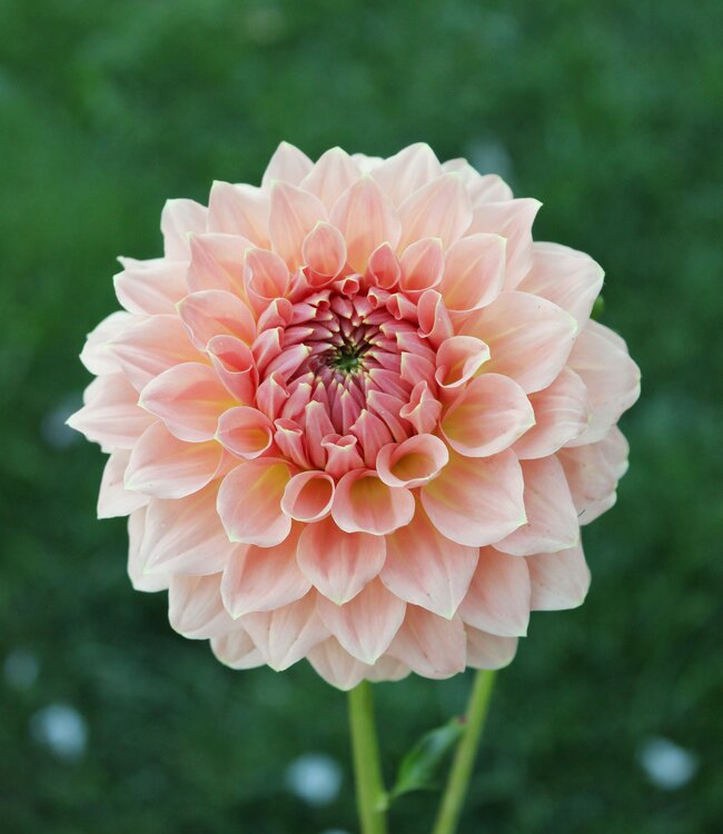 Dahlia Hapet Rouge