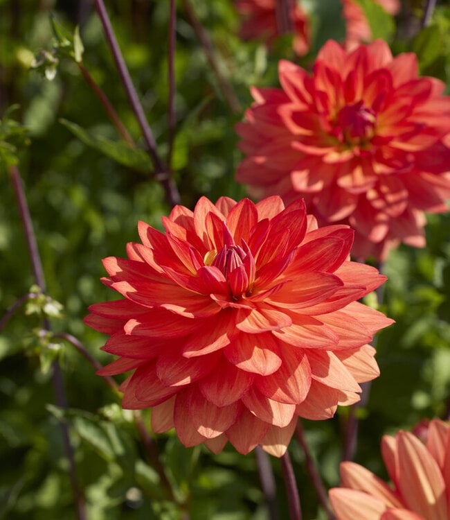 Dahlia Shep's Memory