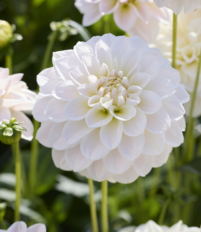 Dahlia Silver Antique