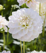 Dahlia Silver Antique