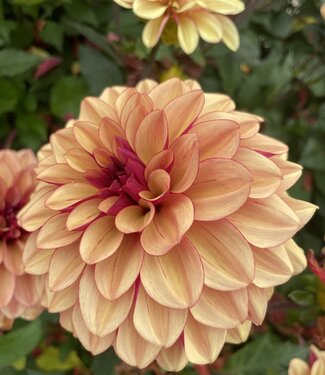 Dahlia Creme de Cognac