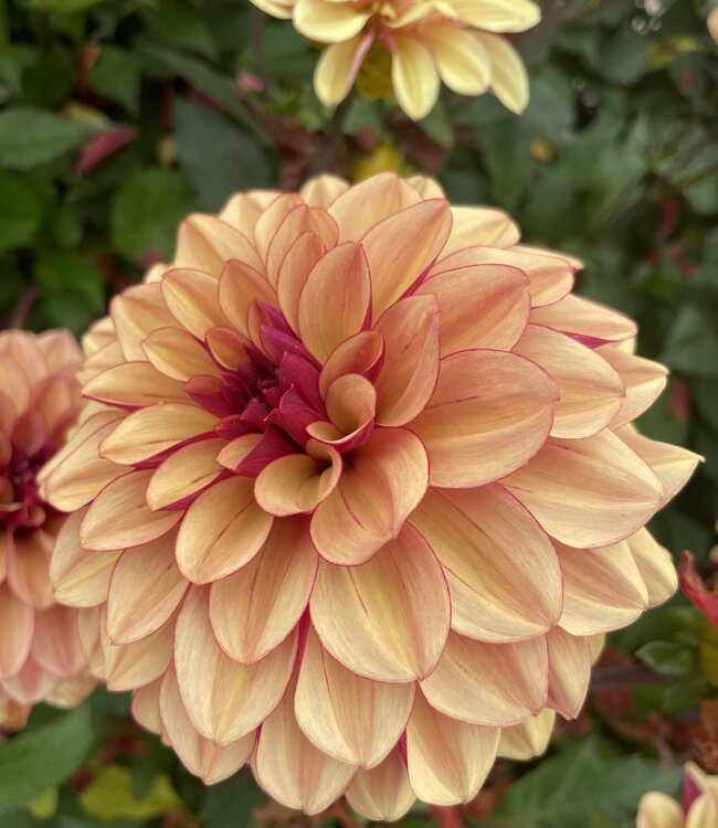 Dahlia Creme de Cognac