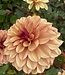Dahlia Creme de Cognac