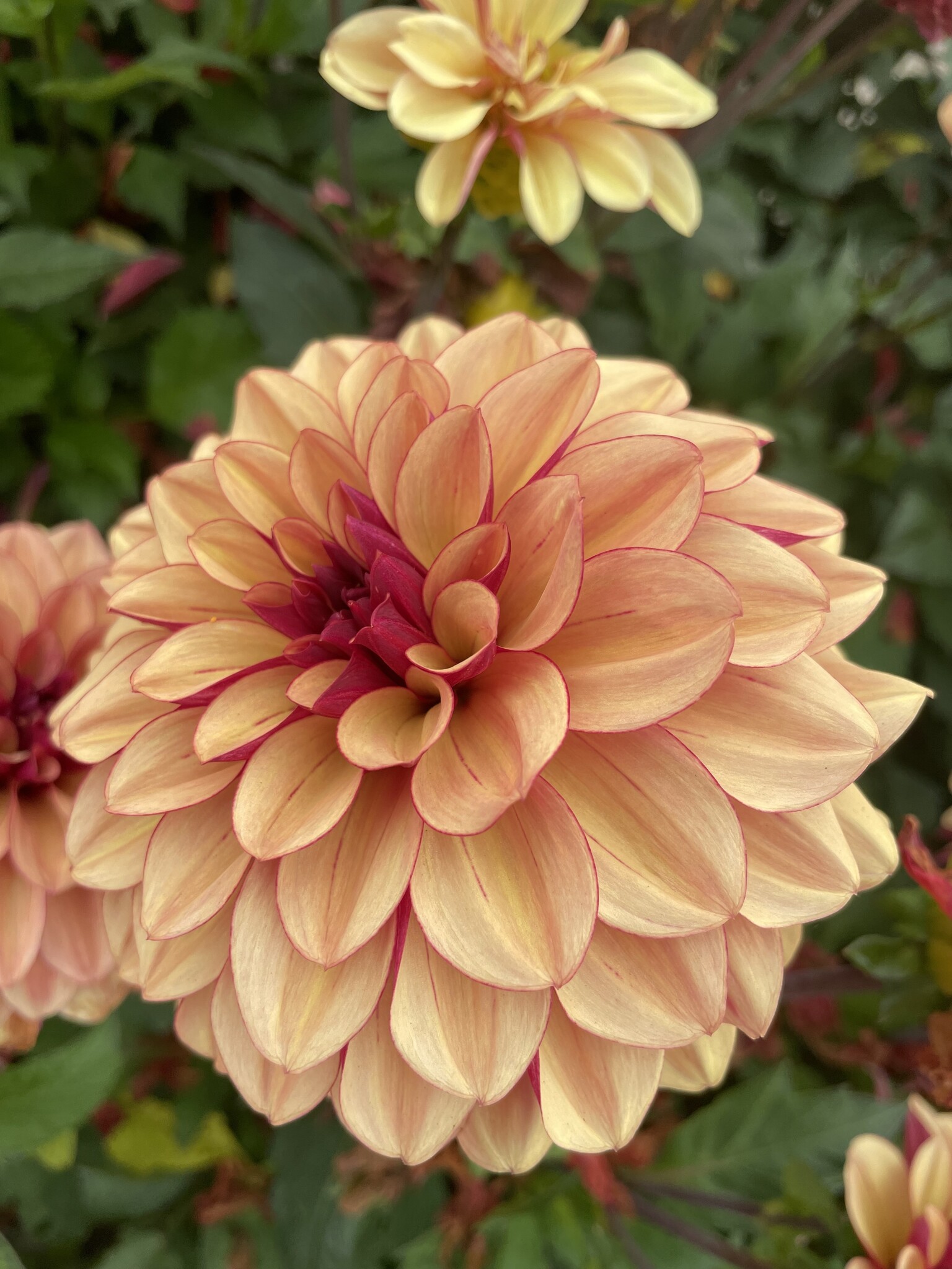 Dahlia Creme de Cognac - Dahlia Store - Exclusive dahlia tubers