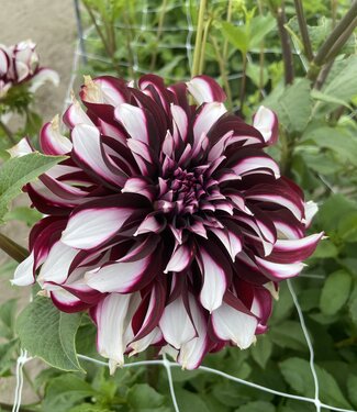 Dahlia Tartan