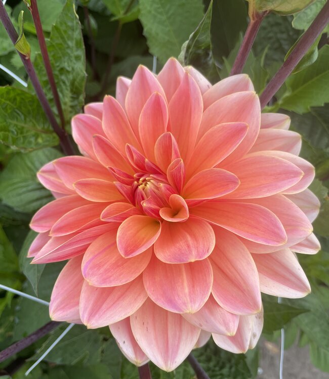 Dahlia Mister Frans