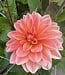 Dahlia Mister Frans