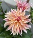Dahlia Labyrinth