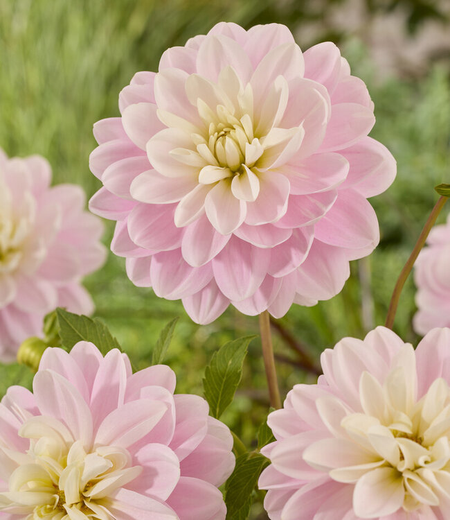 Dahlia Bracken Ballerina